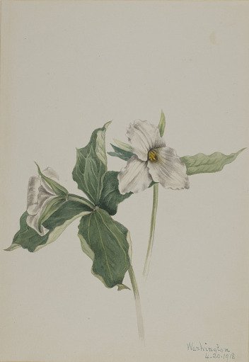 Wake-Robin (Trillium grandiflorum)