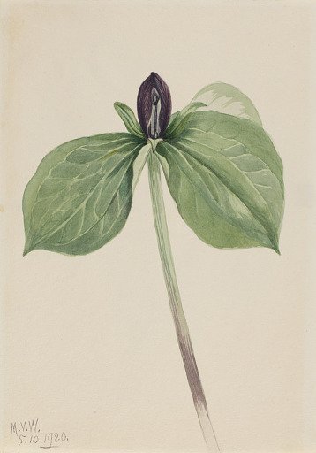 Wake-Robin (Trillium sessile)