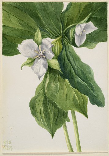 Wake-Robin (Trillium simile)