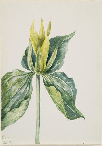 Wake-Robin (Trillium underwoodii)