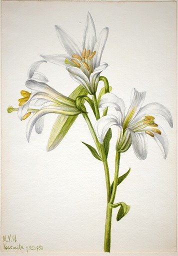 Washington Lily (Lilium washingtonianum)