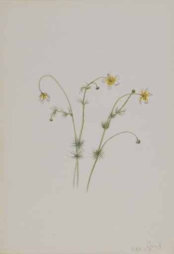 Water Crowfoot (Batrachium trichophyllum)