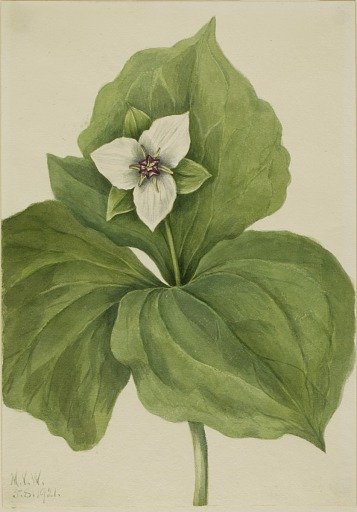 Wax Trillium (Trillium album)