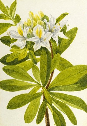 Western Azalea (Rhododendron occidentale)