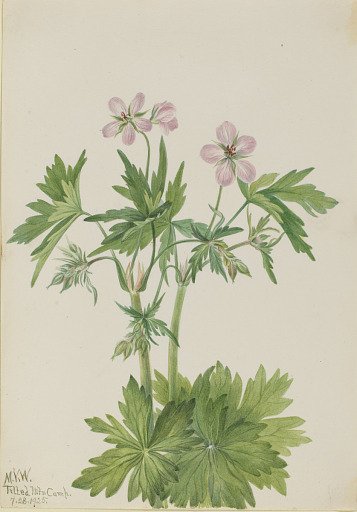 Western Cranesbill (Geranium viscosissimum)