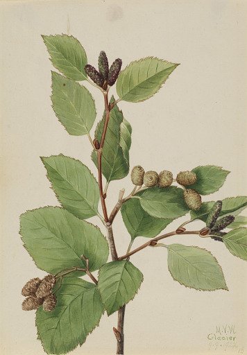 Western Green Alder (Alnus sinuata)