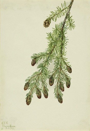 Western Hemlock (Tsuga heterophylla)