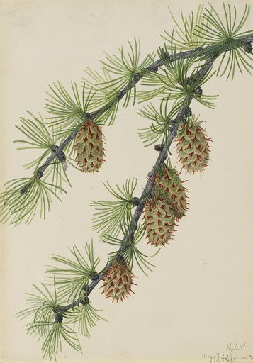 Western Larch (Larix occidentalis)