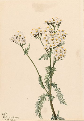 Western Yarrow (Achillea lanulosa)