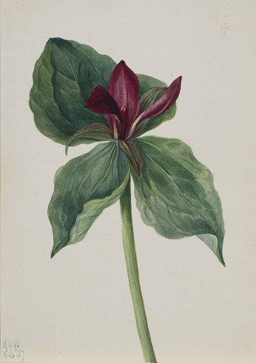 Whippoorwill Flower (Trillium H.)