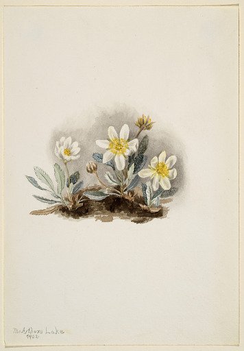 White Dryad (Dryas octopetala)