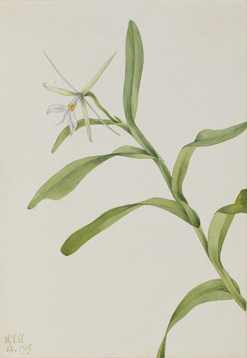 White Epidendrum (Epidendrum nocturnum)