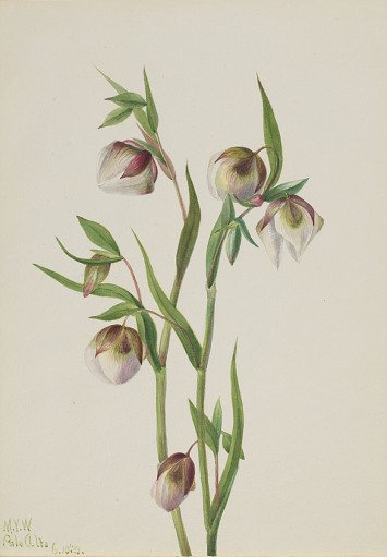 White Fairy Lantern (Calochortus albus)