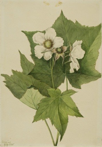 White Flowering Raspberry (Rubus parviflorus)