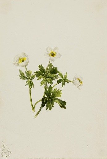 White Globeflower (Trollius albiflorus)
