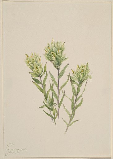 White Indian Paintbrush (Castilleja occidentalis)