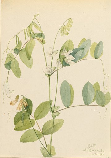 White Pea (Lathyrus ochroleucus)