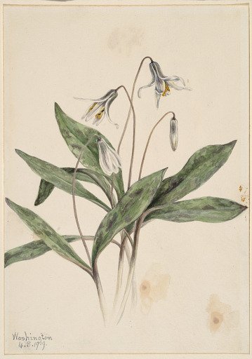 White Troutlily (Erythronium albidum)