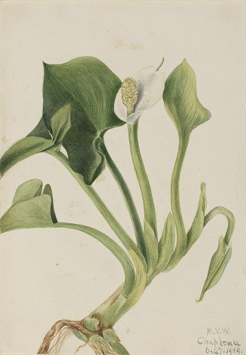 Wild Calla (Calla palustris)