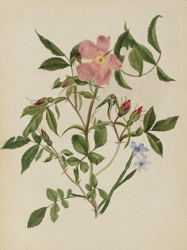 Wild Rose and Blue-eyed Grass (Rosa species and Sisyrinchium species)