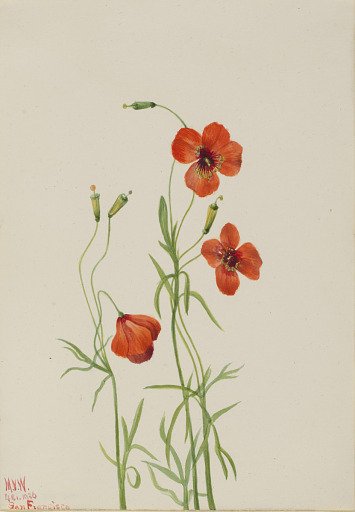 Wind Poppy (Stylomecon heterophylla)