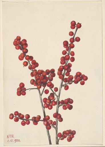 Winterberry (Ilex verticillata)
