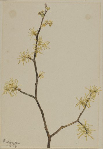 Witch-Hazel (Hamamelis virginiana)