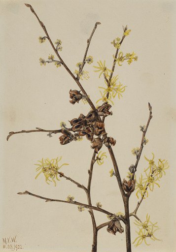 Witch Hazel (Hamamelis virginiana)