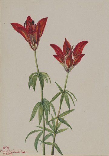 Wood Lily (Lilium philadelphicum)
