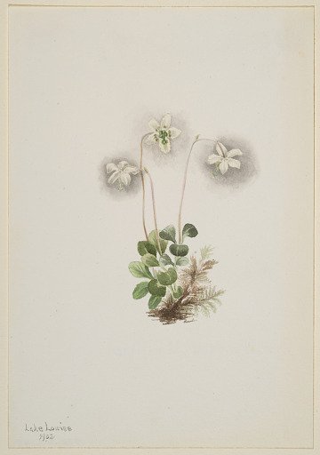 Wood-Nymph (Moneses uniflora)