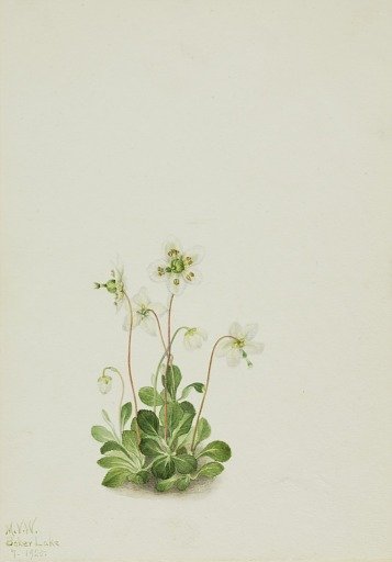 Wood Nymph (Moneses uniflora)