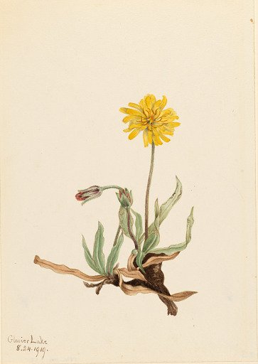 Woolly Agoseris (Agoseris villosa)