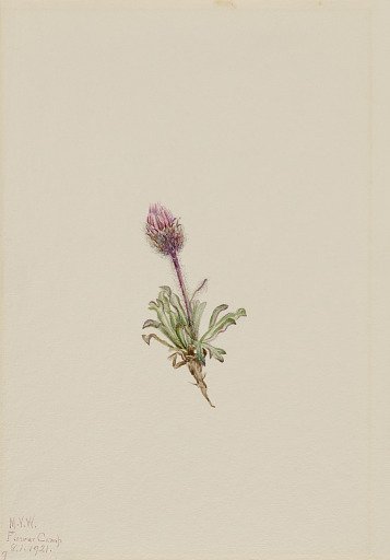Woolly Fleabane (Erigeron lanatus)