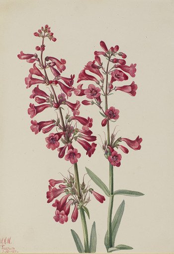 Parry's Penstemon (Penstemon parryi)