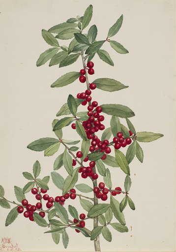 Yaupon (Ilex vomitoria)