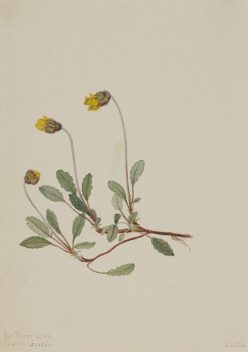 Yellow Dryad (Dryas drummondii)