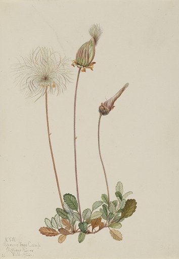 Yellow Dryad (fruit) (Dryas drummondii)