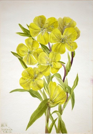 Evening Primrose (Oenothera)