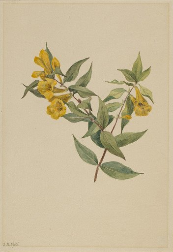 Yellow Jessamine (Gelsemium sempervirens)