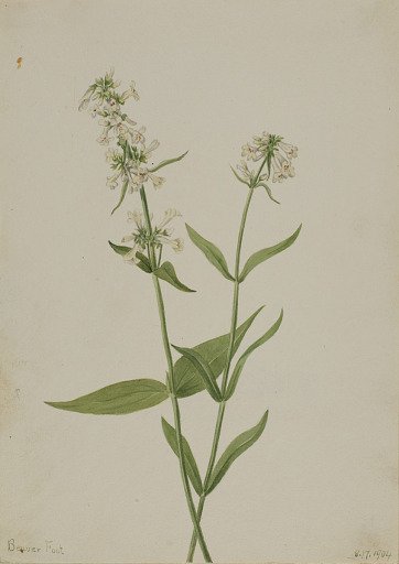Yellow Pentstemon (Pentstemon confertus)