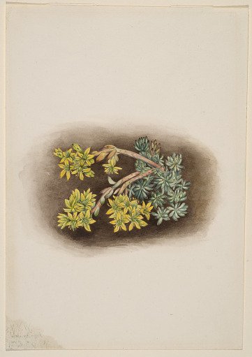 Yellow Stonecrop (Sedum stenopetalum)