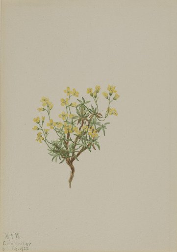 Yellow Willow Grass