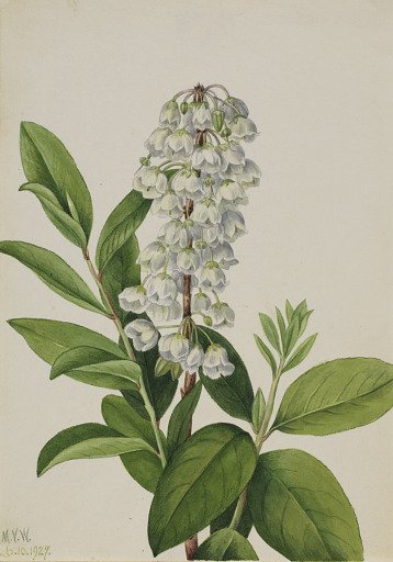 Zenobia (Zenobia cassinifolia)
