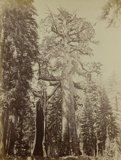 Grizzly Giant, Mariposa Grove