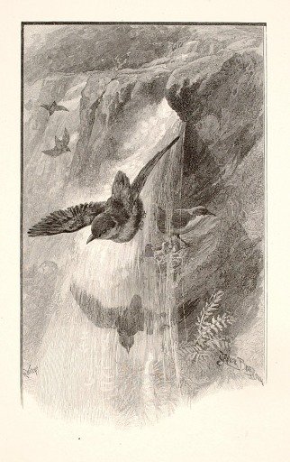 The Bird That Lives in Water-Falls