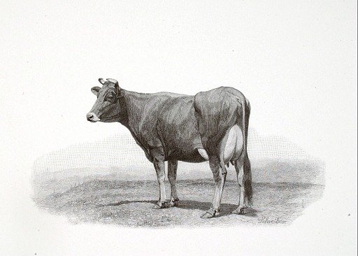 (Cow)