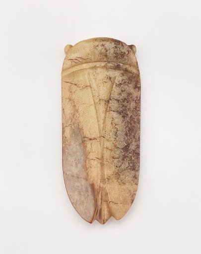 Cicada