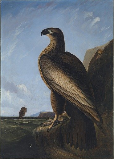 Washington Sea Eagle