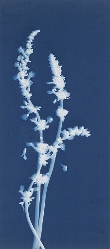 Lavender, Lavandula Labiate