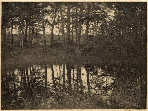Trees Reflected in a Pond, Twilight